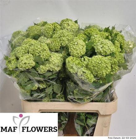 <h4>Viburnum Roseum St</h4>