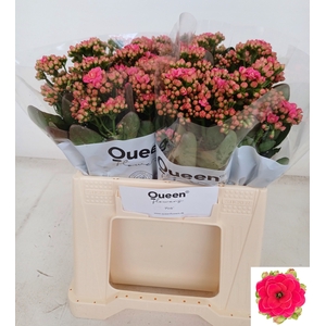 KAL SENS PINK MEADOW