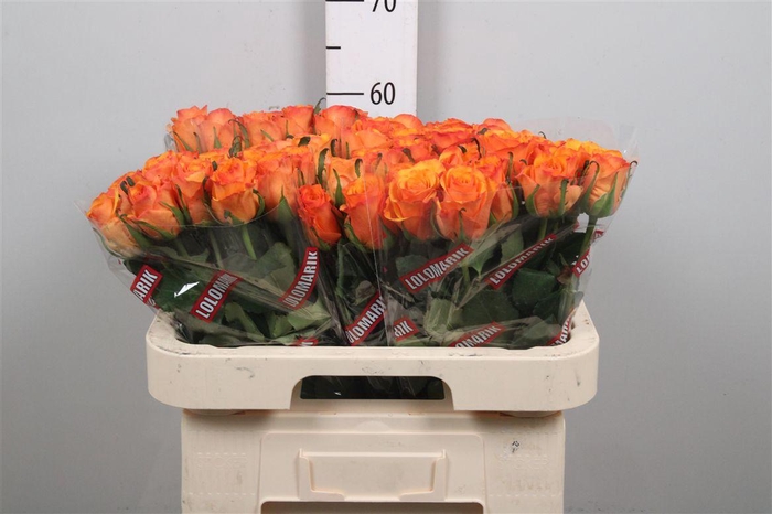 <h4>R Gr Tycoon</h4>