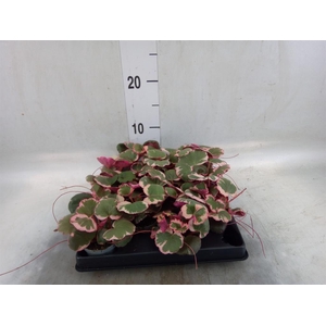 Saxifraga stol. 'Tricolor'
