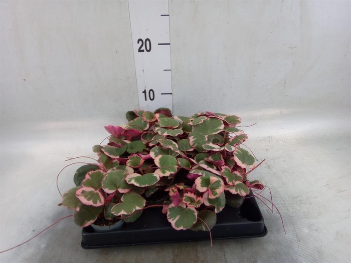 <h4>Saxifraga stol. 'Tricolor'</h4>