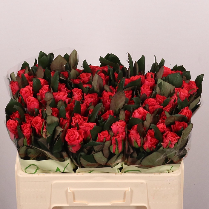 <h4>R GR PINK TACAZZI+</h4>