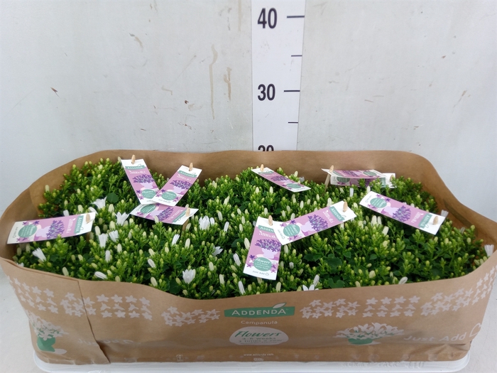 <h4>Campanula porten. 'Ambella White'</h4>