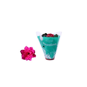 Kalanchoe Rosalina 06cm Don Victorio paars