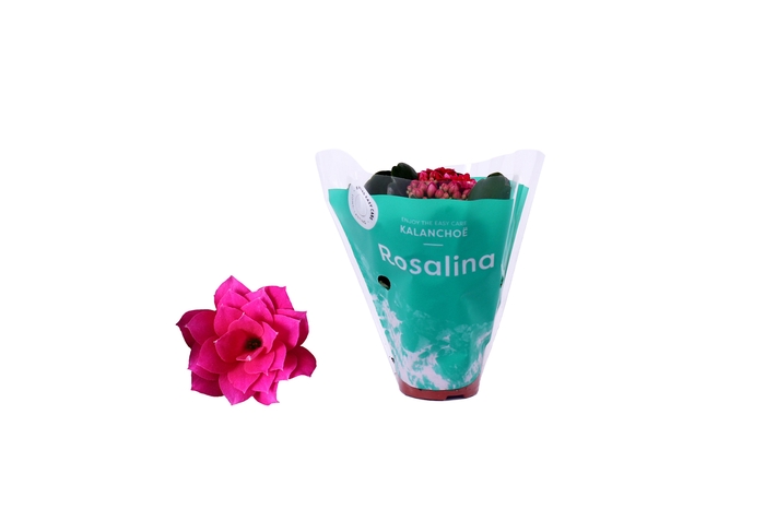 <h4>Kalanchoe Rosalina 06cm Don Victorio paars</h4>
