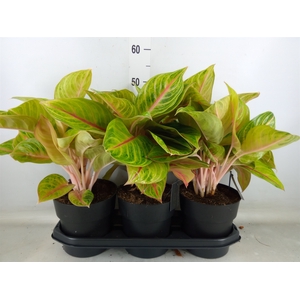 Aglaonema   ...