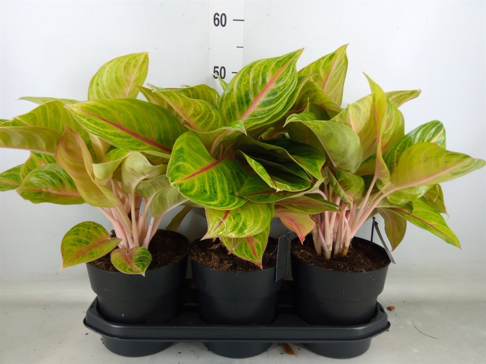 <h4>Aglaonema   ...</h4>