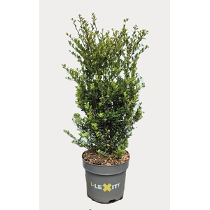 Ilex crenata Dark Green, P26, Struik 60-80cm