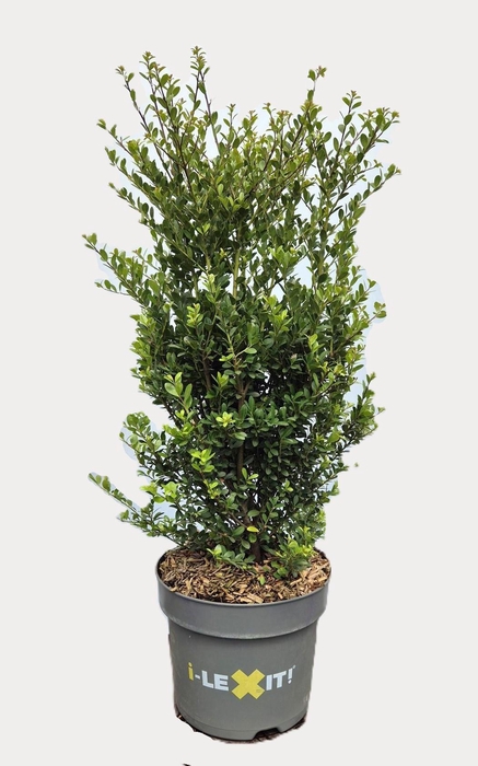 <h4>Ilex crenata Dark Green, P26, Struik 60-80cm</h4>