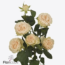 Rosa spray summerrose