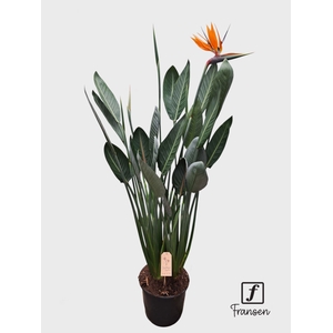 STRELITZIA REGIN BL