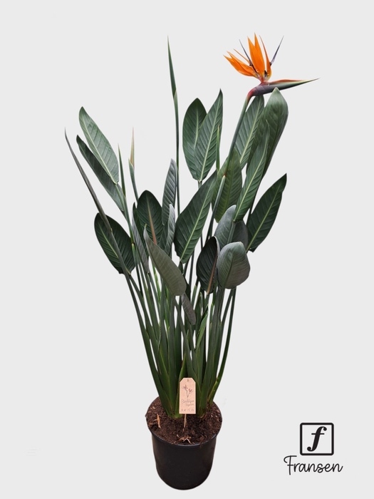 <h4>STRELITZIA REGIN BL</h4>