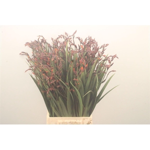 Crocosmia Emily Mckenzie