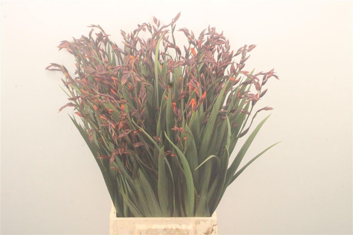 <h4>Crocosmia Emily Mckenzie</h4>