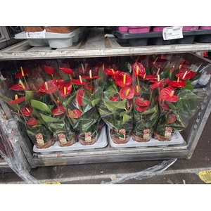 Anthurium Andr. Tremendo