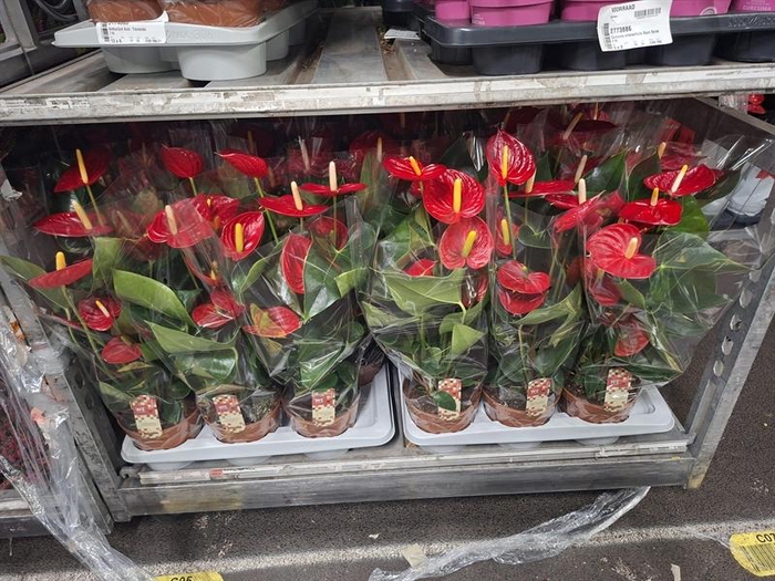 <h4>Anthurium Andr. Tremendo</h4>