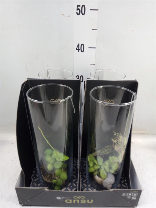 <h4>Dischidia nummul.</h4>