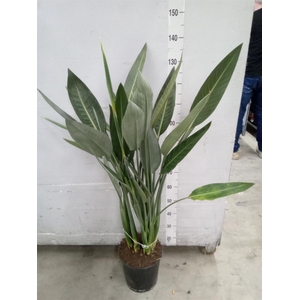 Strelitzia reg.