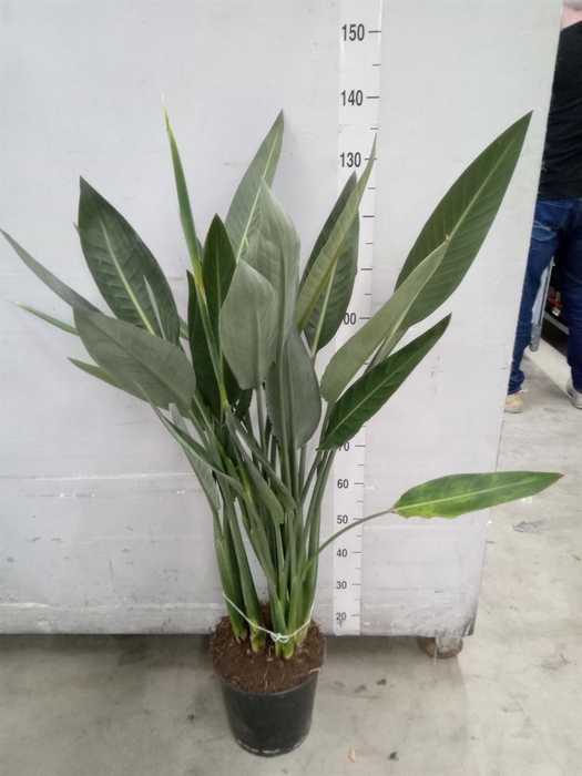 <h4>Strelitzia reg.</h4>