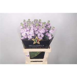 Matth Iron * Premium* Lavendel