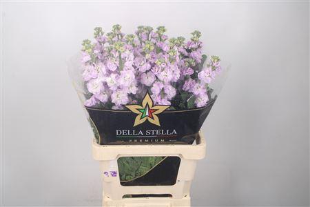 <h4>Matth Iron * Premium* Lavendel</h4>