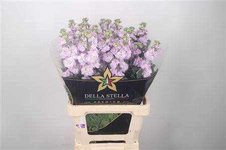 Matth Iron * Premium* Lavendel