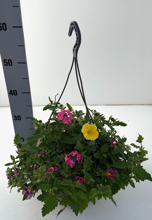 <h4>PERKPL GEM IN POT</h4>