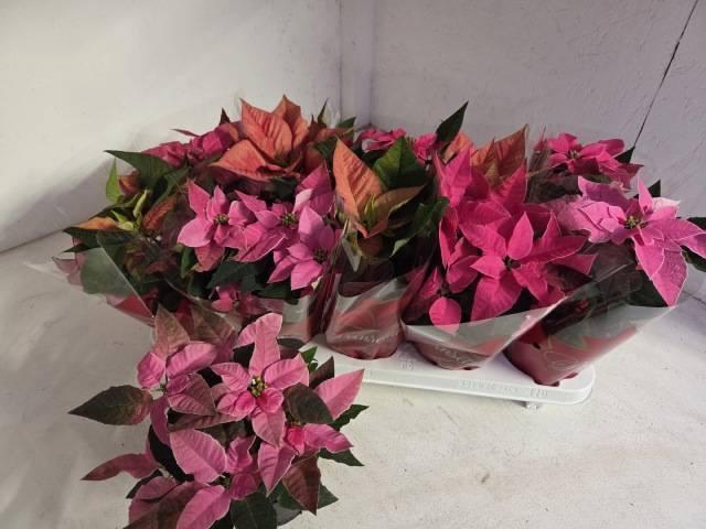 <h4>EUPHOR P GEM 4KL</h4>