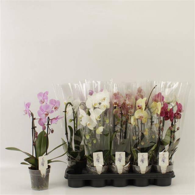 <h4>PHAL EL CASCADE</h4>