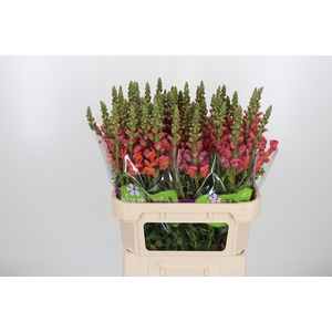Antirrhinum Po D. Orange