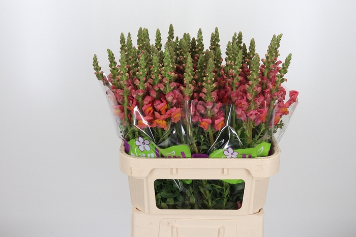 <h4>Antirrhinum Po D. Orange</h4>