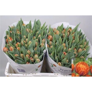 Tu Du Orange Princes