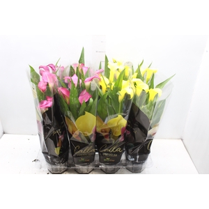 CALLA COLORIDA P14 PREMIUM