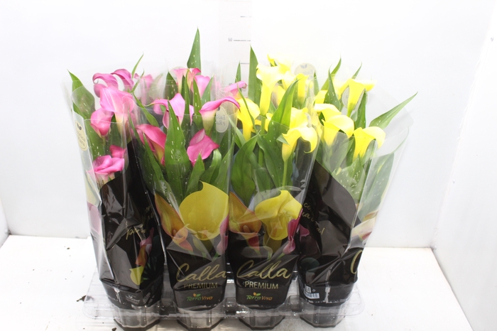<h4>CALLA COLORIDA P14 PREMIUM</h4>