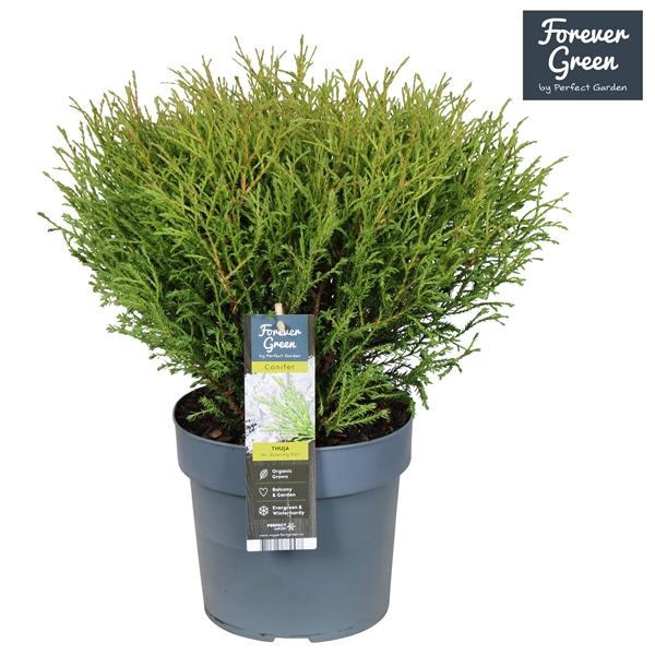 <h4>Thuja occidentalis 'Mr. Bowling Ball' P19</h4>