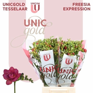 Freesia du Expression