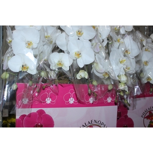 PHALAENOPSIS CASCATA P15 BRANCO MIN 8 FLS