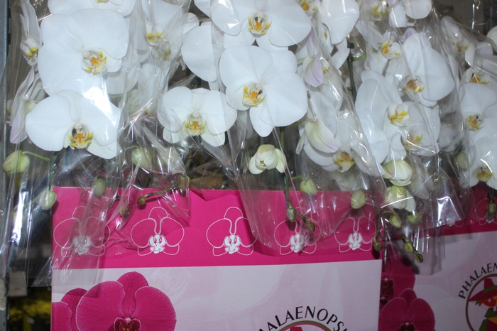 <h4>PHALAENOPSIS CASCATA P15 BRANCO MIN 8 FLS</h4>