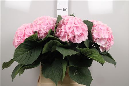 <h4>Hydr M Verena</h4>