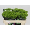 Dianthus Br Kiwi Mellow