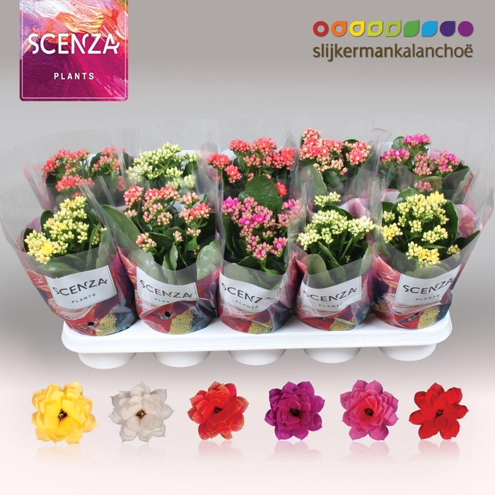<h4>Kalanchoe gevuld gemengd 5klr.</h4>