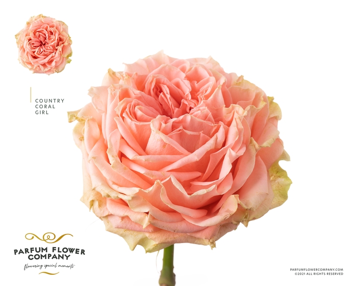 <h4>Rosa Garden Country Coral Girl</h4>