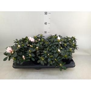 Rhododendron sim.   ...