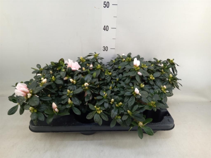 <h4>Rhododendron sim. ...</h4>