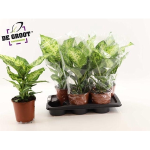 Dieffenbachia  'Mars'