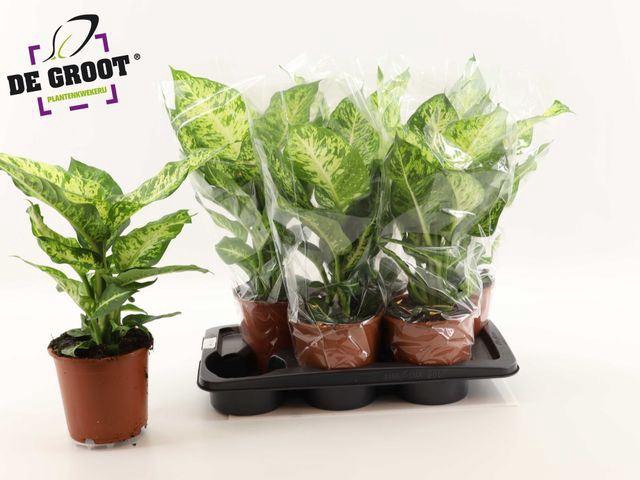 <h4>Dieffenbachia  'Mars'</h4>