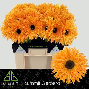 GERBERA GBS 'SPIDER BAMBU'