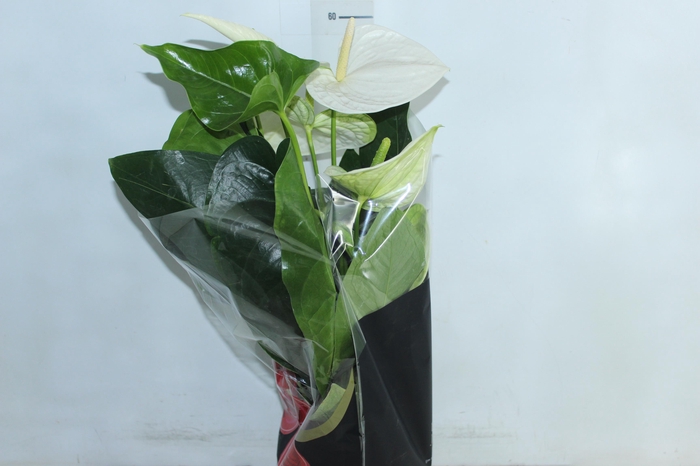 <h4>ANTHURIUM ALASKA P17 PREMIUM</h4>