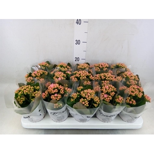 Kalanchoe  'MoreFlow Lillian'