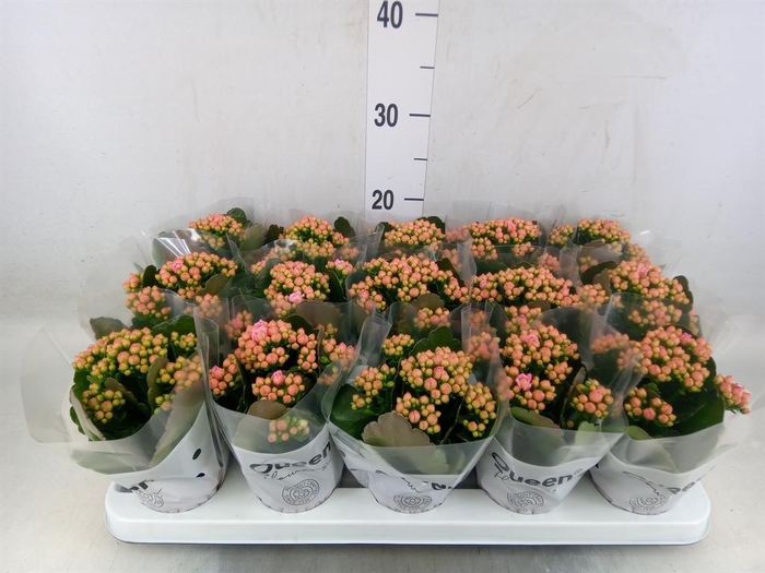 <h4>Kalanchoe  'MoreFlow Lillian'</h4>